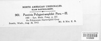 Puccinia polygoni-amphibii image